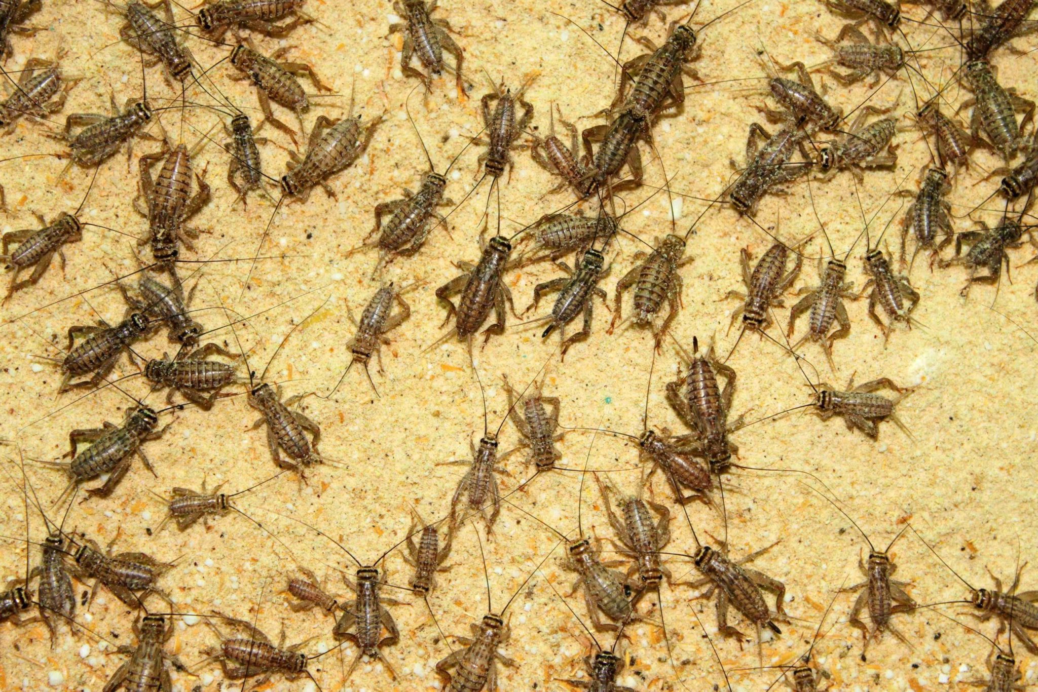 Cricket infestations Brezden Pest Control