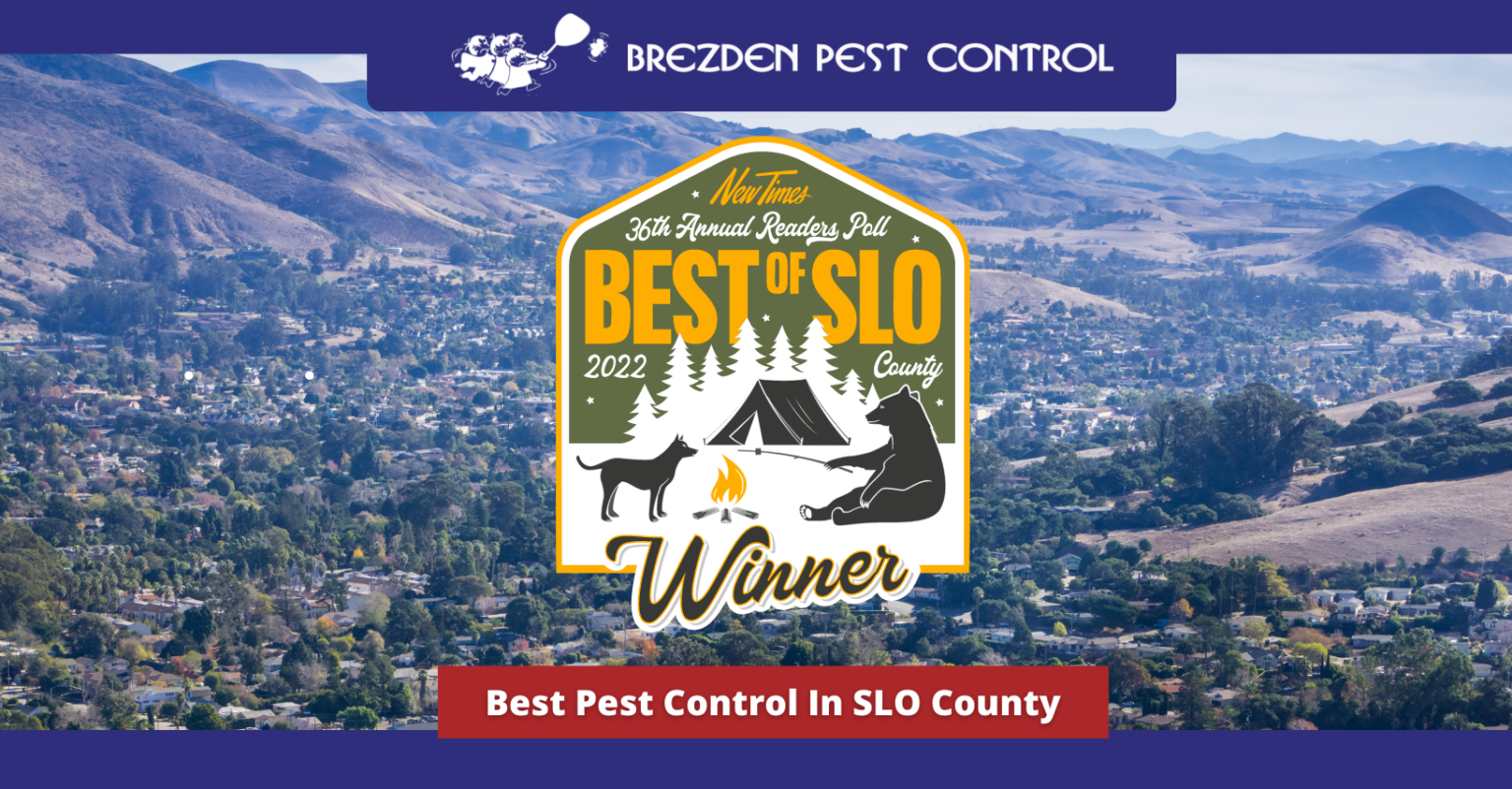 Brezden Wins New Time’s 2022 Best of SLO Award